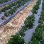 Mulching