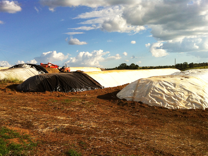 Lonas Preto/Branca e Preto/Prata