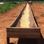 Borrachão para Cocho