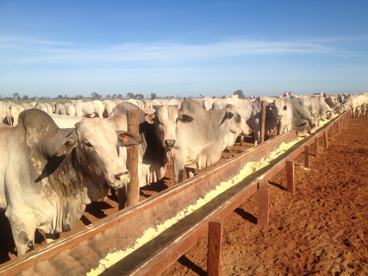 Borrachão para Cocheira