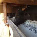 Borracha para Cobertura de Cochos