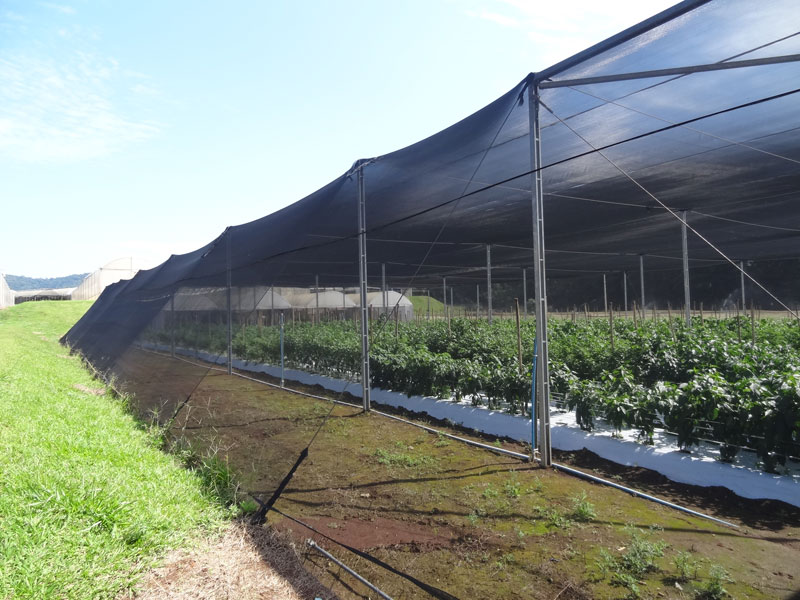 Filme – Estufa Preta