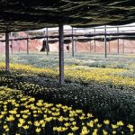 Filme – Estufa Preta