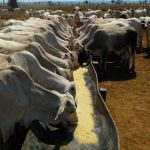 Borrachão para Cocho