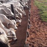 Borrachão para Cocho