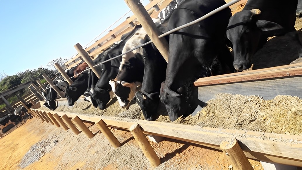 Borrachão para Cocheira